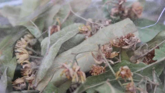 Havalar soğudu, vatandaşlar aktarların yolunu tuttu