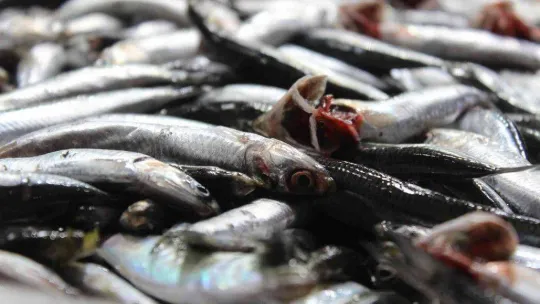 Havaların soğumasıyla birlikte balığa ilgi arttı