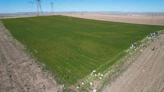 Havucun başkenti Beypazarı'nda hasat başladı