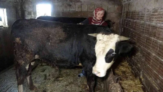 Hayvanlarını otlatan kadına şok sözler
