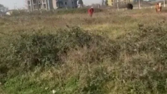 Hayvanlarını otlatan kadına şok sözler