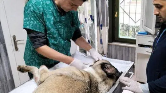 Hayvansever uyardı, Büyükşehir kurtardı