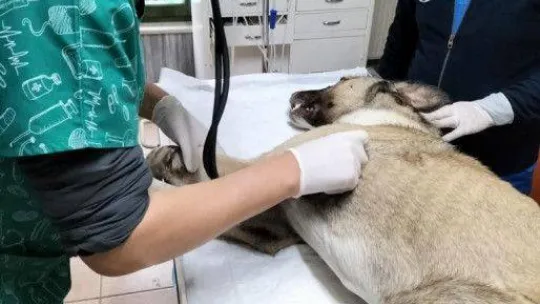 Hayvansever uyardı, Büyükşehir kurtardı