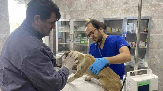 Hayvanseverler rehabilitasyon merkezine gitti, sosyal medyadaki iddialar yalanlandı