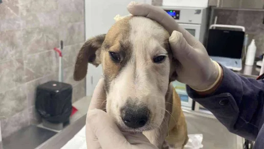 Hayvanseverler rehabilitasyon merkezine gitti, sosyal medyadaki iddialar yalanlandı