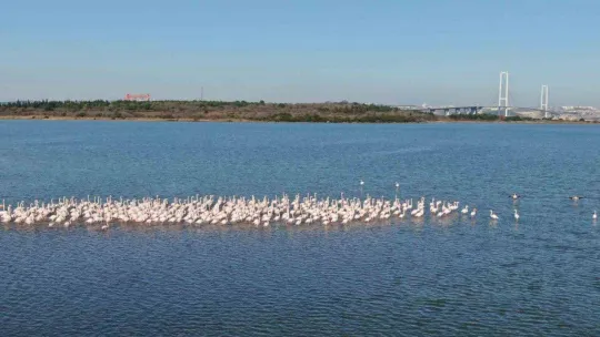 Hersek Lagünü'nde 2023 kış ortası kuş sayımı