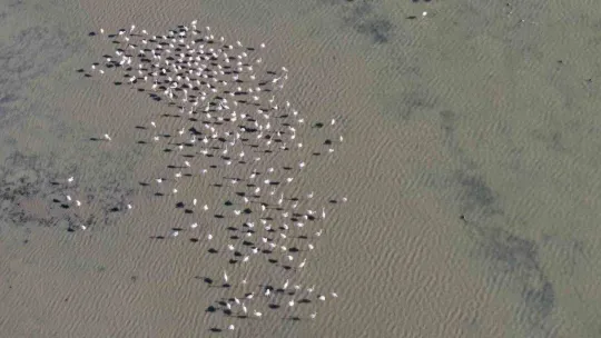 Hersek Lagünü'nde 2023 kış ortası kuş sayımı