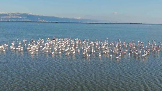 Hersek Lagünü'nde 2023 kış ortası kuş sayımı