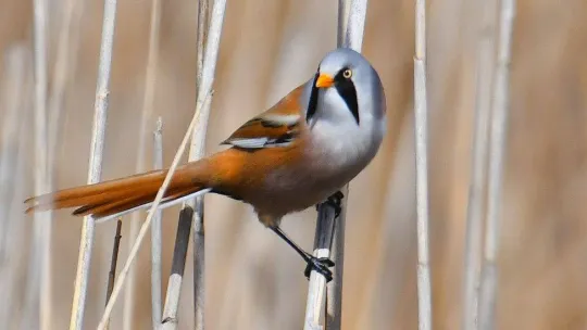 Hersek Lagünü'nde kuş türü 248'e yükseldi
