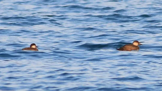 Hersek Lagünü'nde kuş türü sayısı 249'a ulaştı