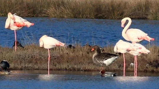 Hersek Lagünü'ndeki kuş türü sayısı 250'ye ulaştı
