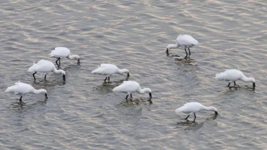 Hersek Lagünü'ndeki kuş türü sayısı 250'ye ulaştı