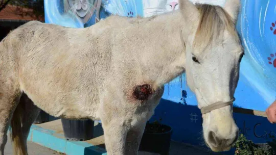 Hırsızlık yapanlar şiddet uygulayıp ölüme terk etti... Belediye sahip çıktı