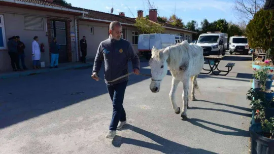 Hırsızlık yapanlar şiddet uygulayıp ölüme terk etti... Belediye sahip çıktı