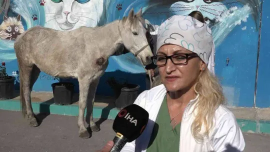 Hırsızlık yapanlar şiddet uygulayıp ölüme terk etti... Belediye sahip çıktı