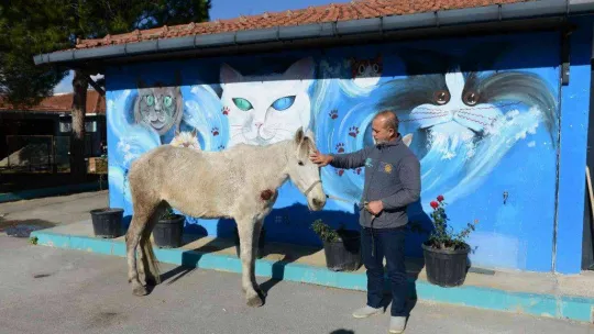 Hırsızlık yapanlar şiddet uygulayıp ölüme terk etti... Belediye sahip çıktı