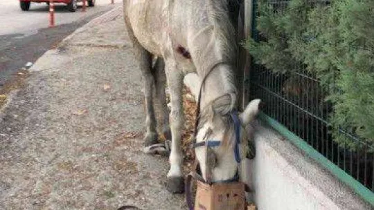 Hırsızlık yapanlar şiddet uygulayıp ölüme terk etti... Belediye sahip çıktı
