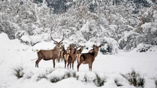 İki kızıl geyiği idari yargı kurtardı