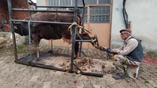 İneklere yapılan manikür pedikür verimi arttırdı