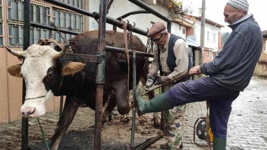 İneklere yapılan manikür pedikür verimi arttırdı