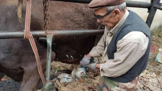 İneklere yapılan manikür pedikür verimi arttırdı