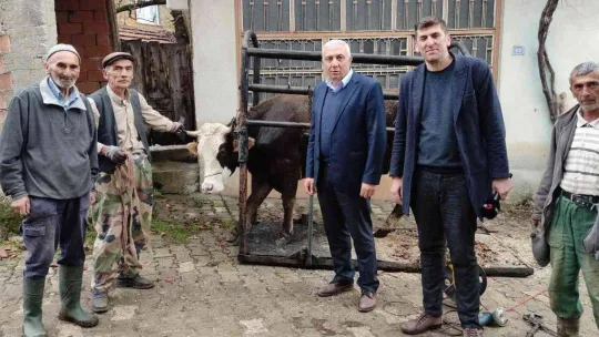 İneklere yapılan manikür pedikür verimi arttırdı