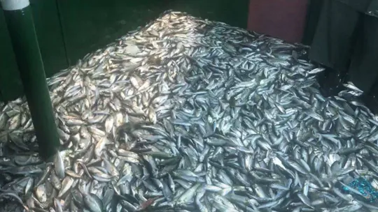 İstanbul Boğazı'nda balık boyu denetimi