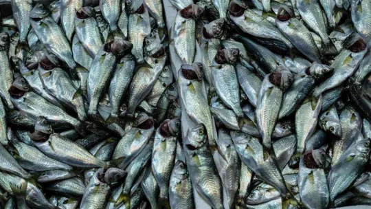 İstanbul'da balık tezgahlarının en ucuz balığı 70 TL ile hamsi oldu