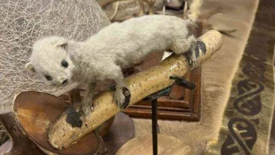 İstanbul'da hayvan derisi operasyonu