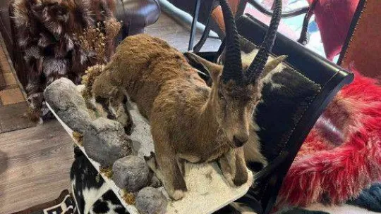 İstanbul'da hayvan derisi operasyonu