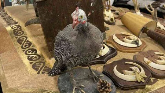 İstanbul'da hayvan derisi operasyonu