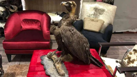 İstanbul'da hayvan derisi operasyonu