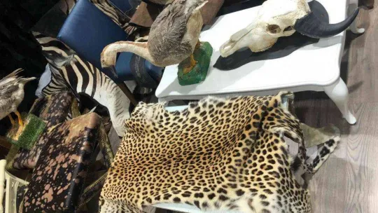 İstanbul'da hayvan derisi operasyonu