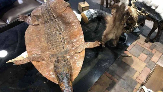 İstanbul'da hayvan derisi operasyonu