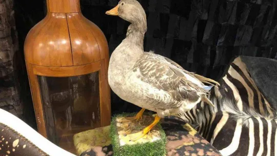 İstanbul'da hayvan derisi operasyonu