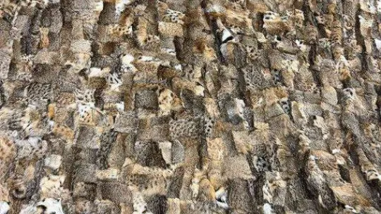 İstanbul'da hayvan derisi operasyonu