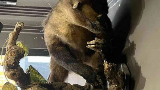 İstanbul'da hayvan derisi operasyonu