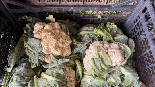 İstanbul'da sebze ve meyve halinde bolluk yaşanıyor