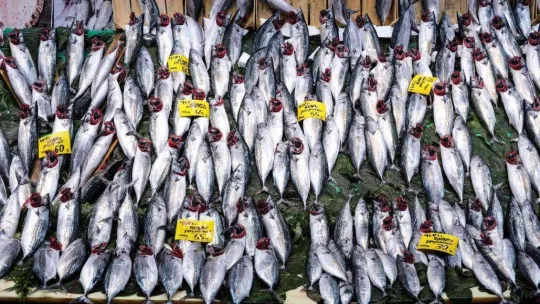 İstanbul'da tezgahlarda palamut bolluğu
