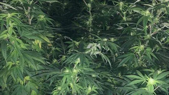 İstanbul'da uyuşturucu operasyonları: Evi uyuşturucu serasına dönüştürdüler