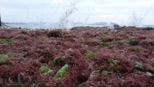 İstanbul'u lodos, Kadıköy'ü kırmızı yosunlar vurdu