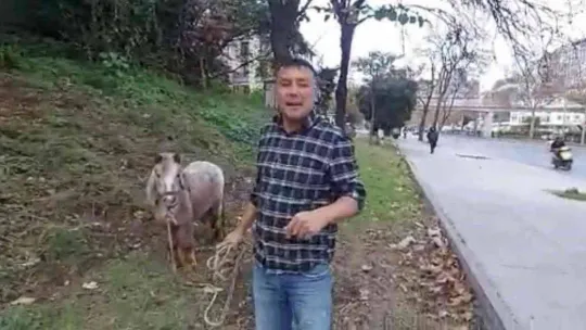İstanbul'un göbeğinde 'midilli' sürprizi: Ağaca bağlanmış at görenleri şaşkına çevirdi