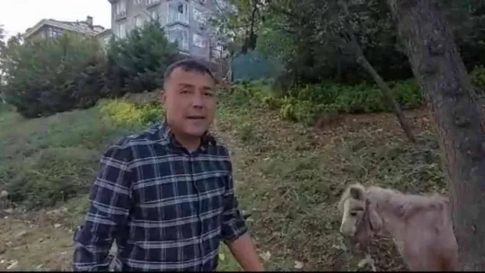 İstanbul'un göbeğinde 'midilli' sürprizi: Ağaca bağlanmış at görenleri şaşkına çevirdi