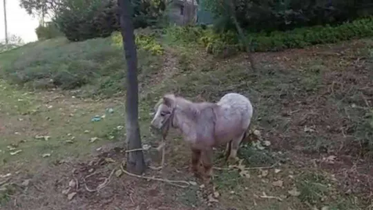 İstanbul'un göbeğinde 'midilli' sürprizi: Ağaca bağlanmış at görenleri şaşkına çevirdi
