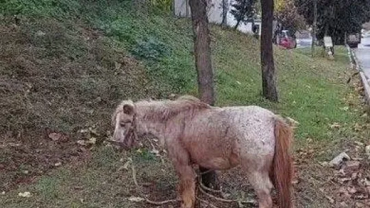 İstanbul'un göbeğinde 'midilli' sürprizi: Ağaca bağlanmış at görenleri şaşkına çevirdi
