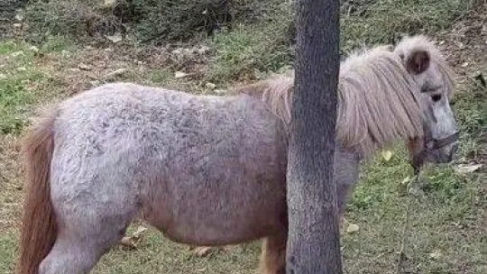 İstanbul'un göbeğinde 'midilli' sürprizi: Ağaca bağlanmış at görenleri şaşkına çevirdi