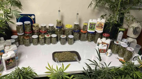 İstanbul'un göbeğindeki uyuşturucu serasına baskın: Kavanozlardan 15 kilogram marihuana çıktı