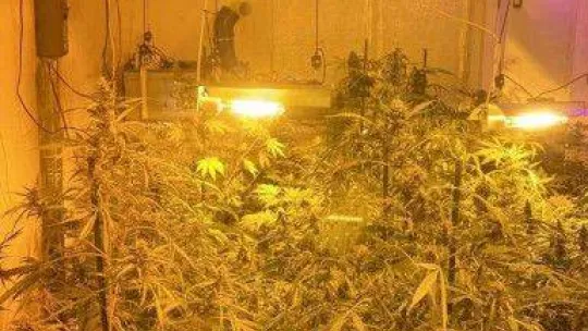 İstanbul'un göbeğindeki uyuşturucu serasına baskın: Kavanozlardan 15 kilogram marihuana çıktı