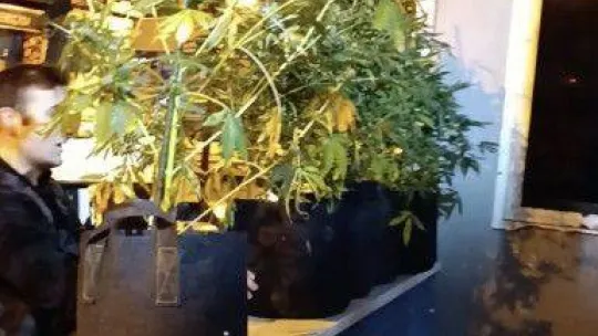 İstanbul'un göbeğindeki uyuşturucu serasına baskın: Kavanozlardan 15 kilogram marihuana çıktı