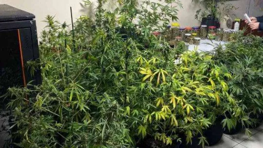 İstanbul'un göbeğindeki uyuşturucu serasına baskın: Kavanozlardan 15 kilogram marihuana çıktı